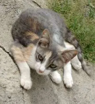 Gato ra a SRD idade 2 a 6 meses nome desconhecido