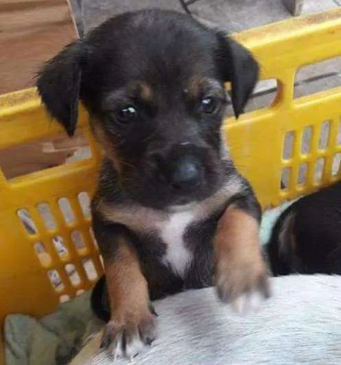 Cachorro ra a Vira lata idade 2 a 6 meses nome Amy, katy, Mônica 