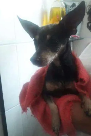 Cachorro raça Pinscher idade 5 anos nome não sei