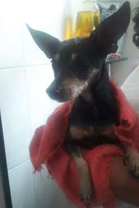 Cachorro ra a Pinscher idade 5 anos nome não sei