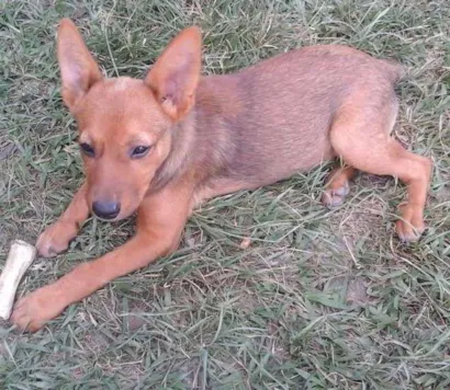 Cachorro raça Burriler idade 2 a 6 meses nome Surya