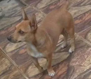 Cachorro raça Vira lata idade 2 anos nome Não. Tenho 