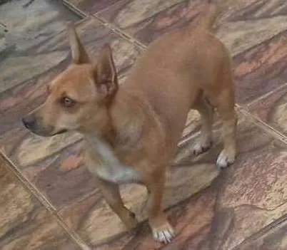 Cachorro ra a Vira lata idade 2 anos nome Não. Tenho 