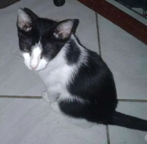 Gato ra a Sdr idade 2 a 6 meses nome Yuri