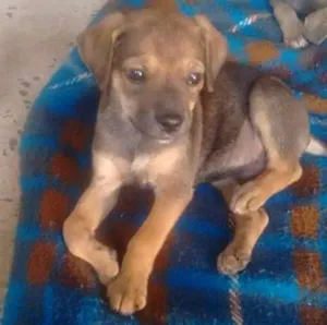 Cachorro raça Vira lata  idade 2 a 6 meses nome Sem nome 