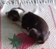 Cachorro raça vira lata idade Abaixo de 2 meses nome sem nome