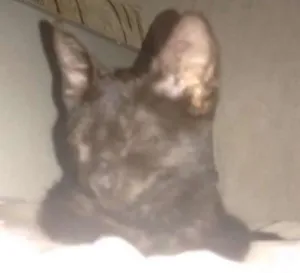 Gato raça Indefinido idade Abaixo de 2 meses nome Gato