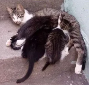 Gato raça Brasileira idade Abaixo de 2 meses nome Pretinho, arrepiado,