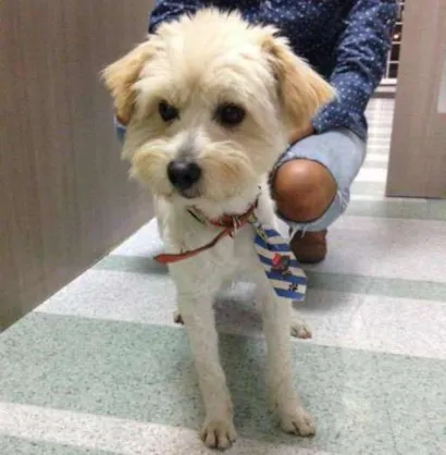 Cachorro raça Indefinido  idade 2 anos nome Não sei