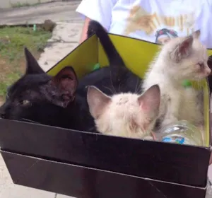 Gato raça sem raça idade 2 a 6 meses nome sem nomes