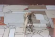 Pipoca