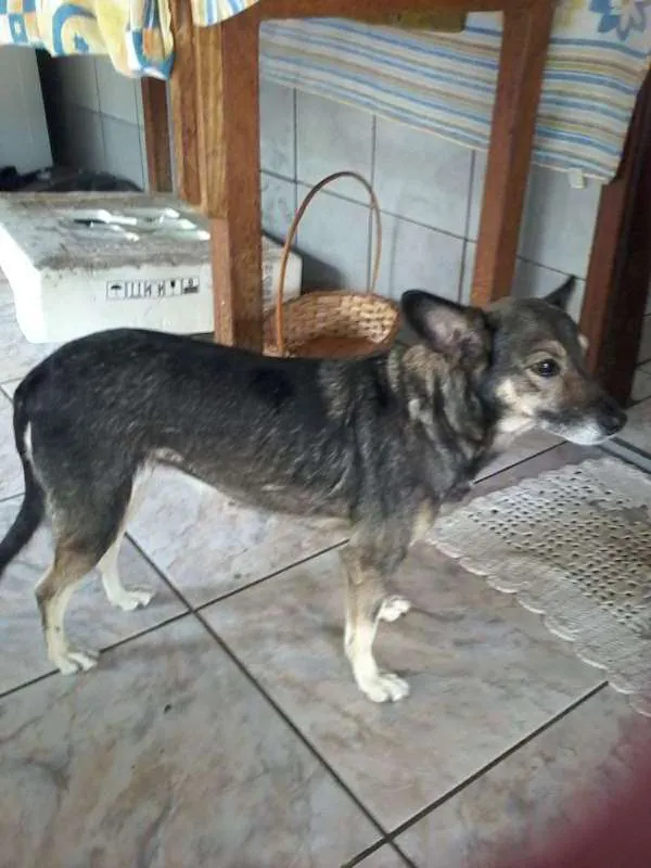 Cachorro ra a Não tem idade 5 anos nome pity