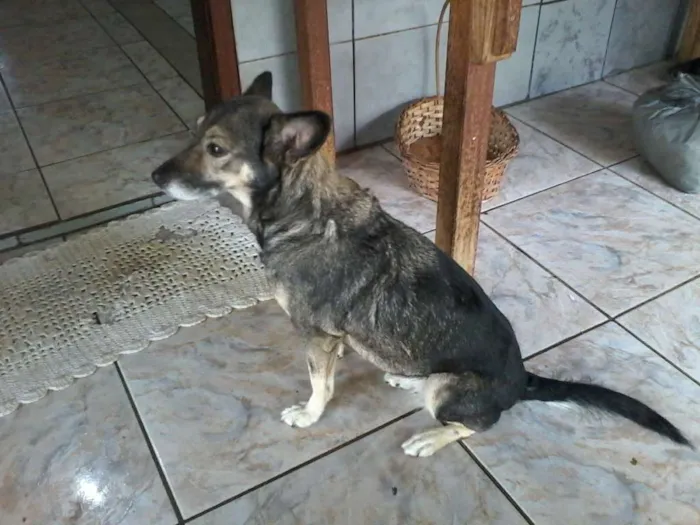 Cachorro ra a Não tem idade 5 anos nome pity