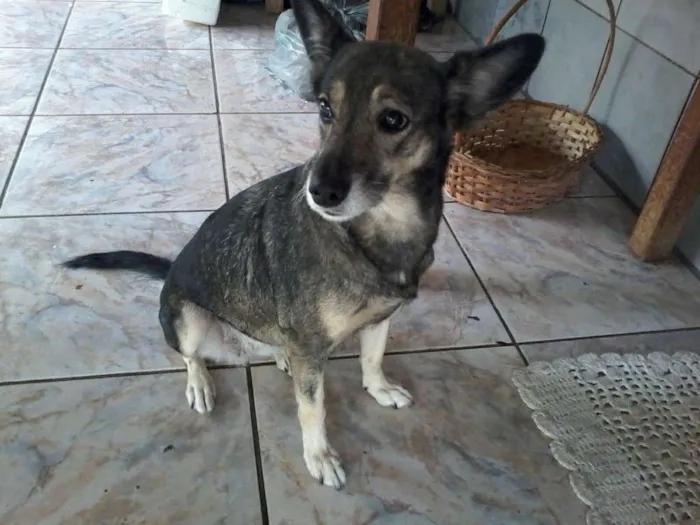 Cachorro ra a Não tem idade 5 anos nome pity