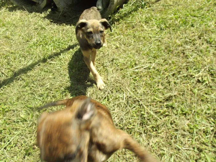 Cachorro ra a SRD idade 2 a 6 meses nome Amora e Framboesa