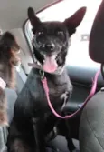 Perola