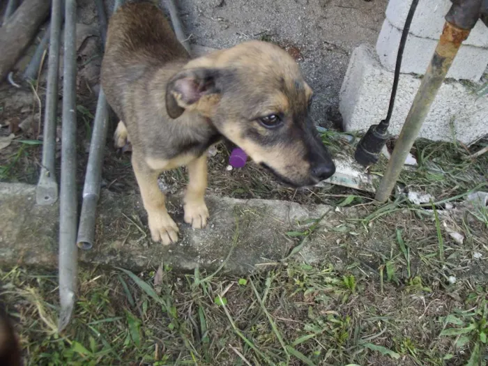 Cachorro ra a SRD idade 2 a 6 meses nome Amora e Framboesa