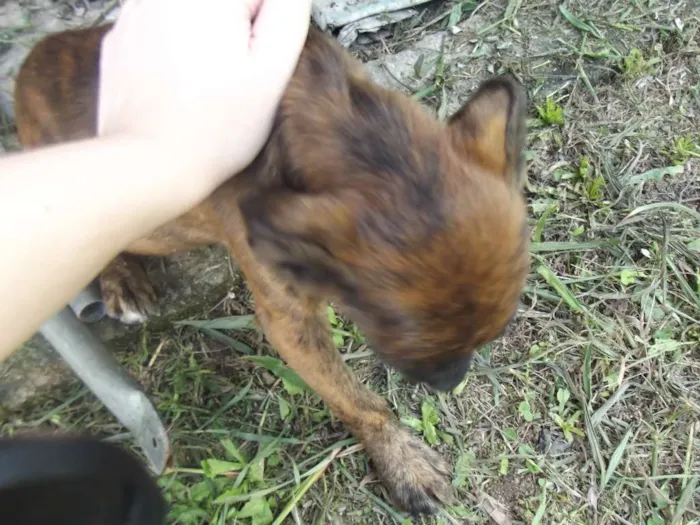 Cachorro ra a SRD idade 2 a 6 meses nome Amora e Framboesa