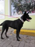 Perola