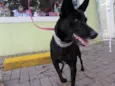 Perola
