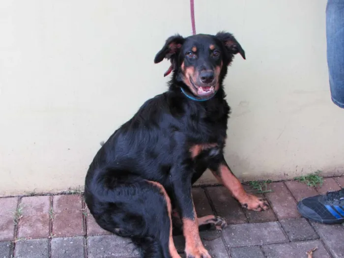 Cachorro ra a SRD idade 7 a 11 meses nome Hulk