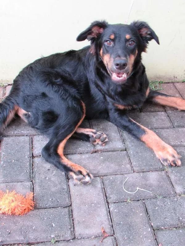 Cachorro ra a SRD idade 7 a 11 meses nome Hulk