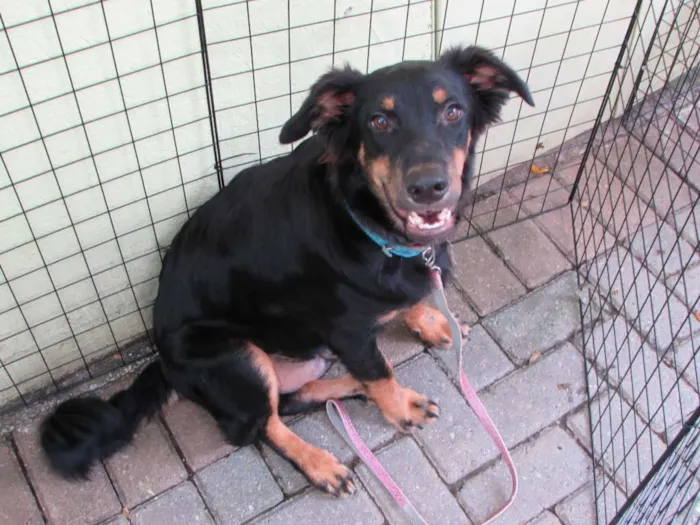 Cachorro ra a SRD idade 7 a 11 meses nome Hulk