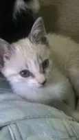 filhotes de gatinhos