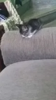 filhotes de gatinhos