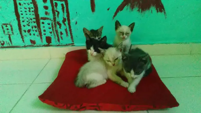Gato ra a  idade Abaixo de 2 meses nome filhotes de gatinhos