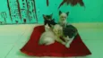 filhotes de gatinhos