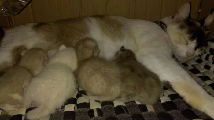 Gato ra a Não definida idade Abaixo de 2 meses nome Sem nome