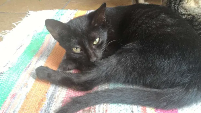Gato raça Vira-lata idade 2 a 6 meses nome Bru, Guto, Nah