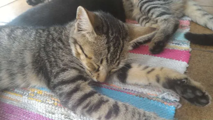 Gato raça Vira-lata idade 2 a 6 meses nome Bru, Guto, Nah