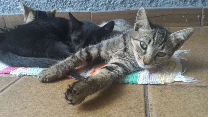 Gato raça Vira-lata idade 2 a 6 meses nome Bru, Guto, Nah
