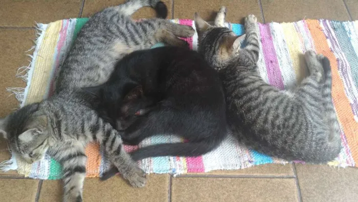 Gato raça Vira-lata idade 2 a 6 meses nome Bru, Guto, Nah
