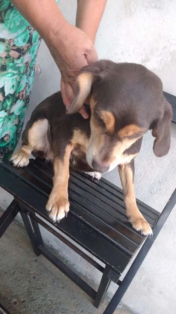 Cachorro ra a  idade 3 anos nome Mel