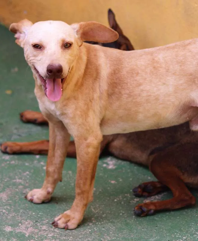 Cachorro ra a  idade 1 ano nome Dudu Pequeno