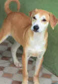 Toby Filhote