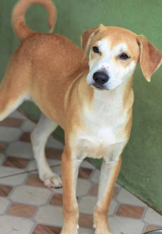 Cachorro ra a  idade 7 a 11 meses nome Toby Filhote