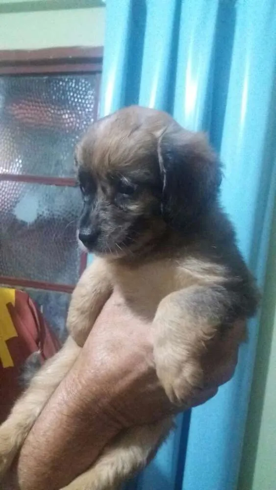Cachorro ra a Vira lata idade 2 a 6 meses nome Vira lata
