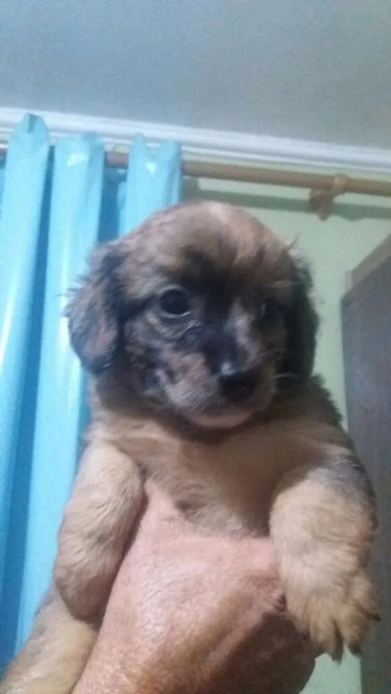 Cachorro ra a Vira lata idade 2 a 6 meses nome Vira lata