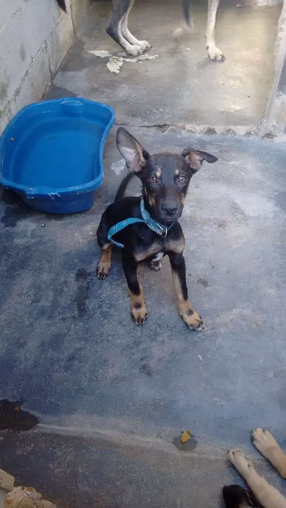 Cachorro ra a nao sei idade 2 a 6 meses nome sem nome