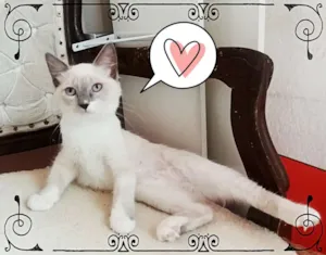 Gato raça SRD idade 2 a 6 meses nome Cristal