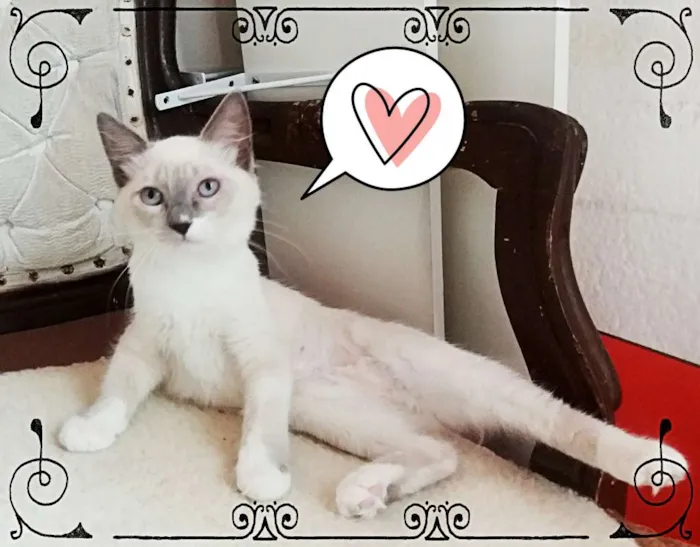 Gato ra a SRD idade 2 a 6 meses nome Cristal