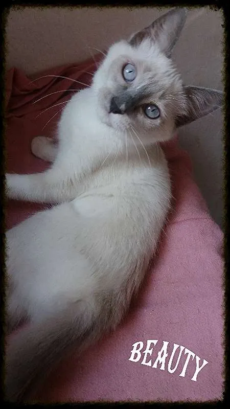 Gato ra a SRD idade 2 a 6 meses nome Cristal