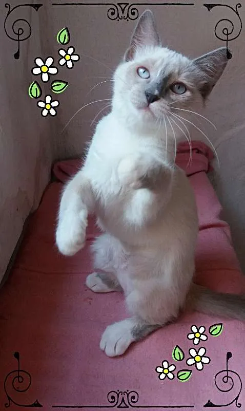 Gato ra a SRD idade 2 a 6 meses nome Cristal