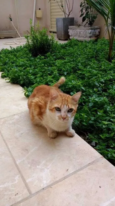 Gato raça  idade 6 ou mais anos nome João