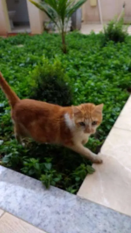 Gato raça  idade 6 ou mais anos nome João