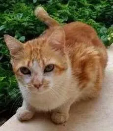 Gato raça  idade 6 ou mais anos nome João